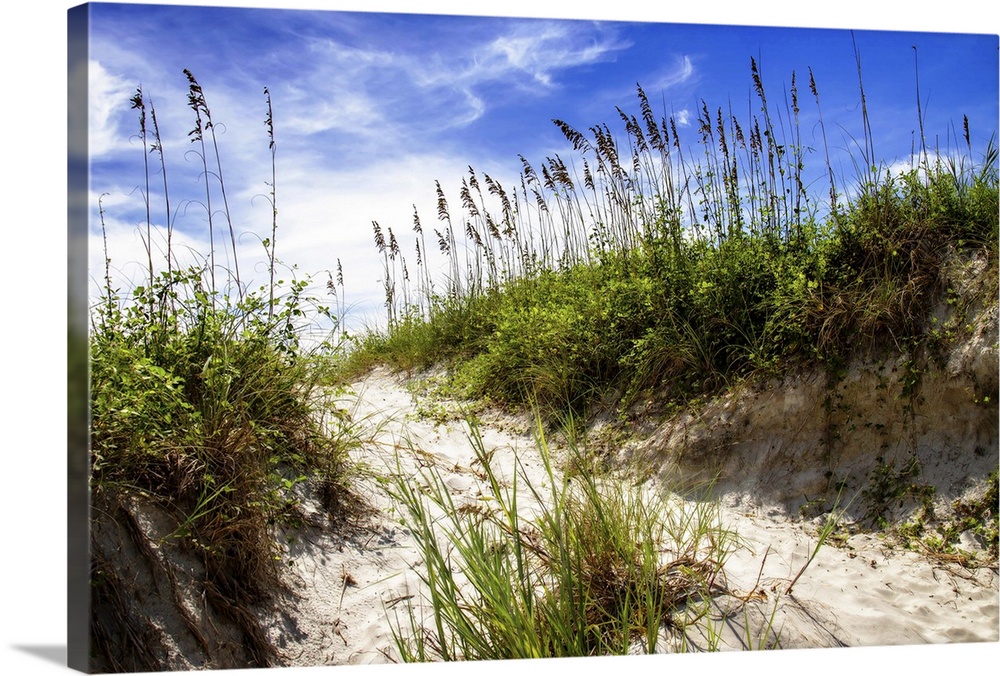 Landscape photograph of a sandy path leading over a dune, Florida.