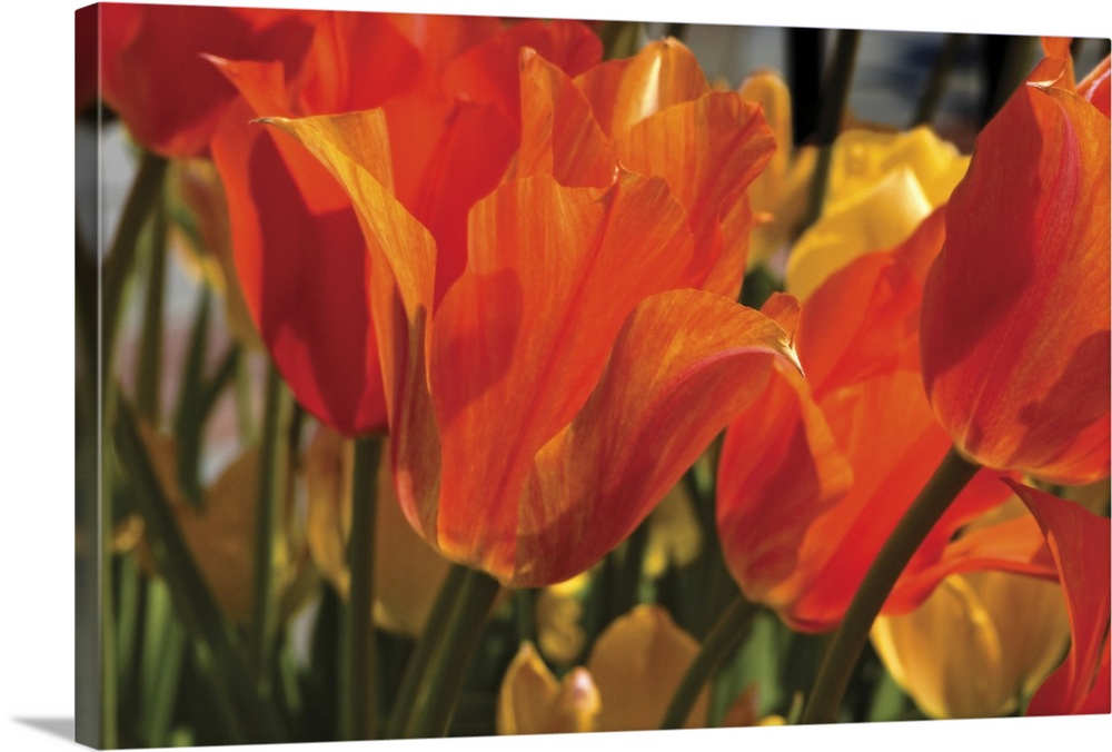 A close up picture that has been taken of orange tulips with yellow flowers just behind them.