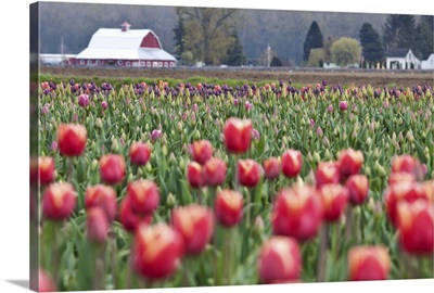 Tulip Homestead