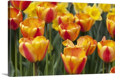 Tulip March I