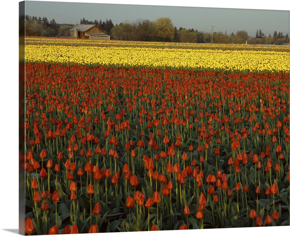 Landscape photograph of a field filled with red and yellow tulips with a barn in the background.