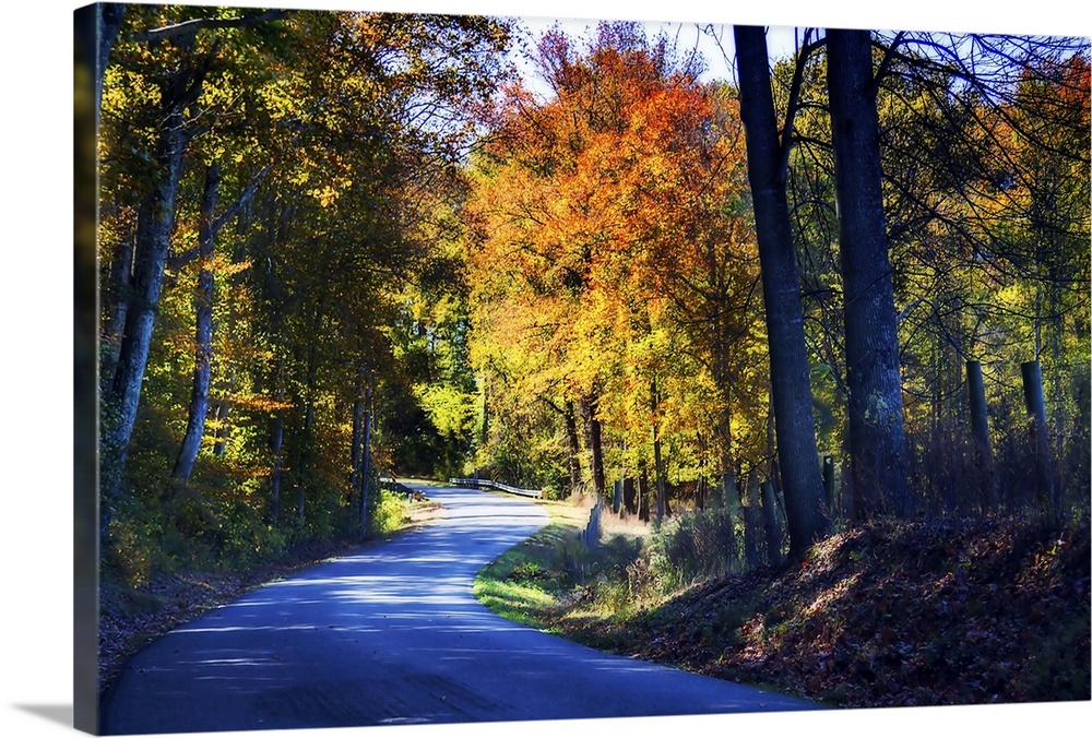 Photograph of a cool toned twisting road lined with warm Autumn trees.