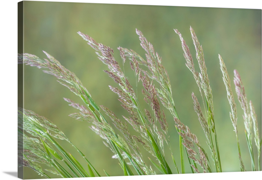 Velvet Grass - Washington, Seabeck.