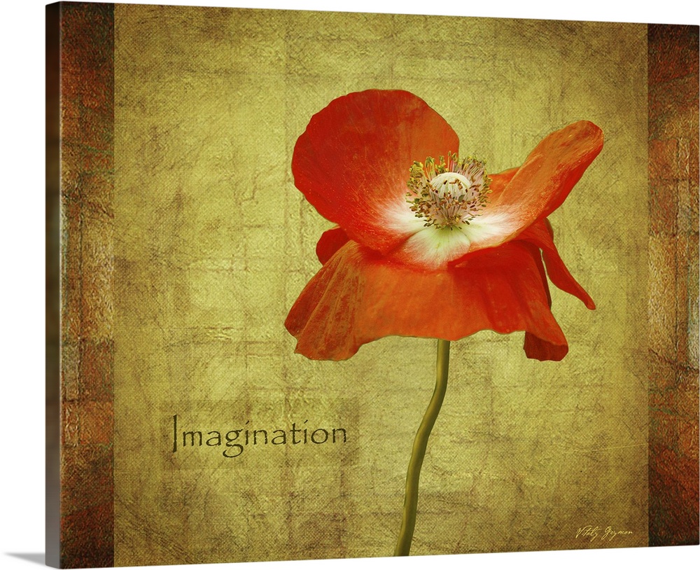Velvet Poppy Imagination