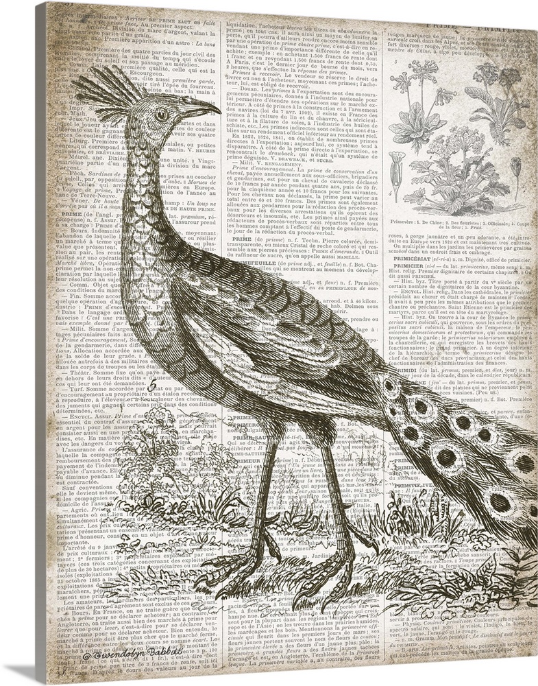 Vintage illustration of a peacock on top of a page from a French text book.