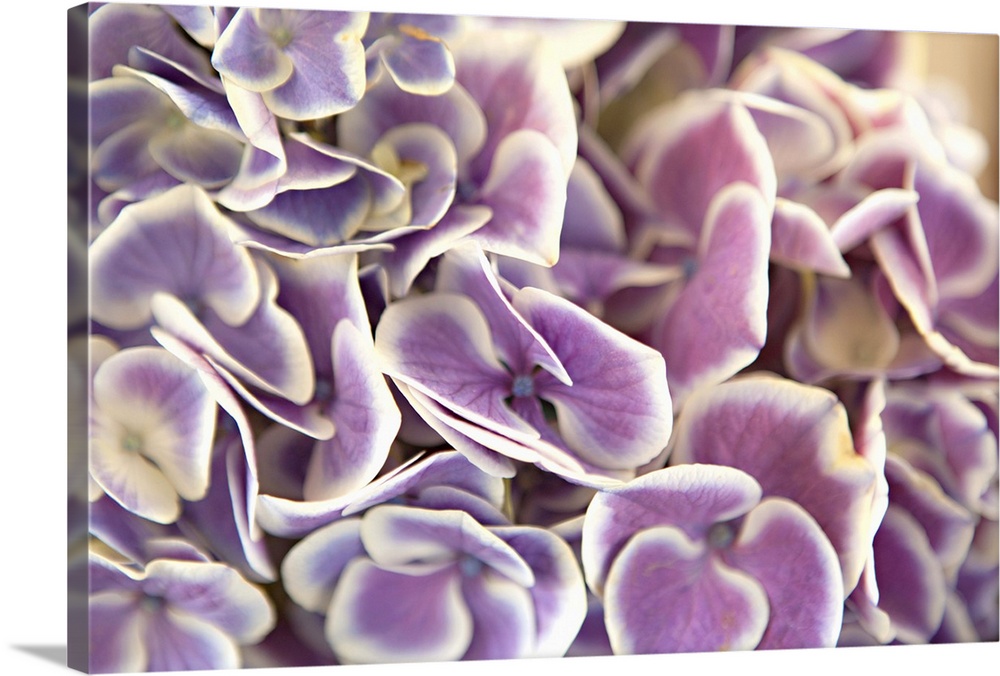 Close up of purple hydrangea leaves with white edges.