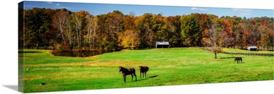 Virginia Horse Farm I