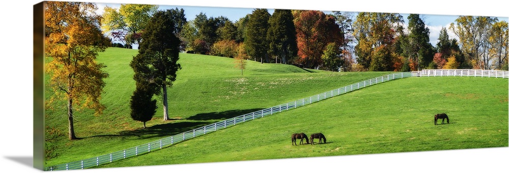 Panoramic photograph of horses grazing in field surrounded by Autumn trees and bright green grass.