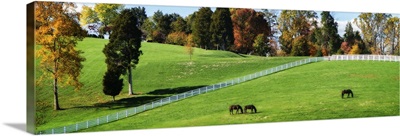 Virginia Horse Farm II
