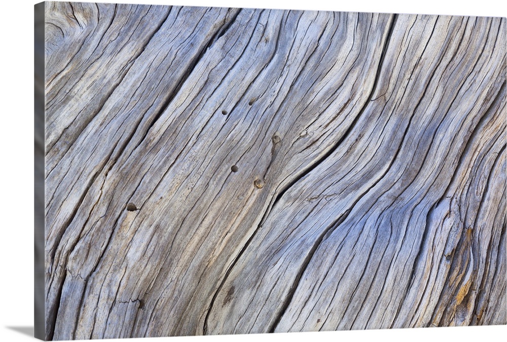 Close up photo of old grey bark, creating an abstract image.