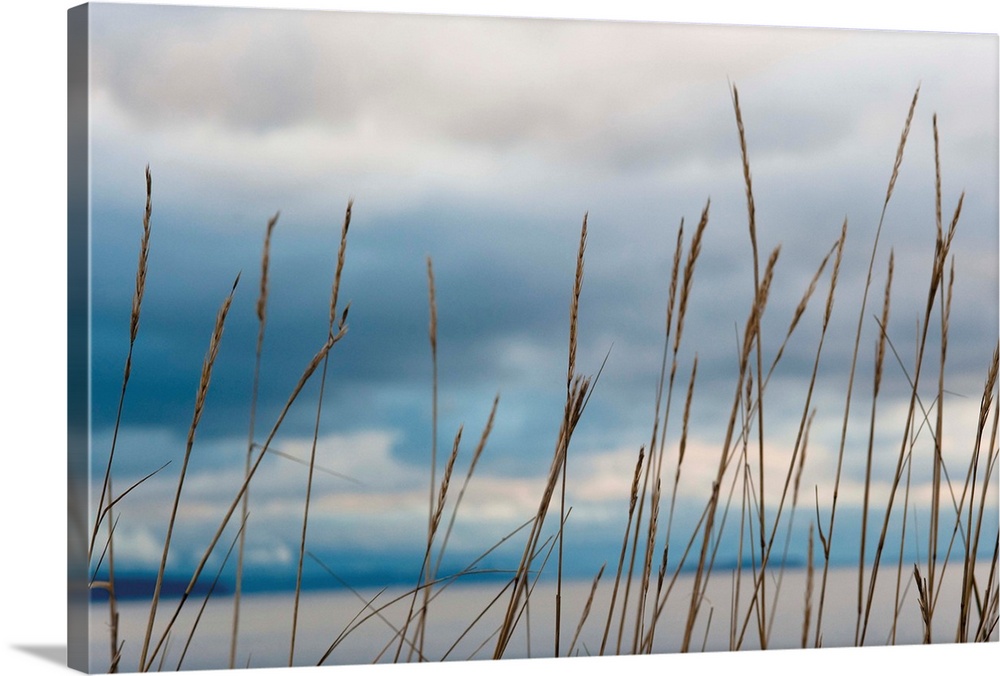 Whidbey Grass II