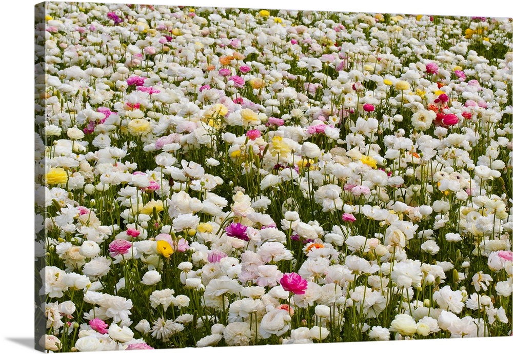 Photograph of a field filled with white ranunculus and a few pink, purple, and yellow ranunculus mixed in.