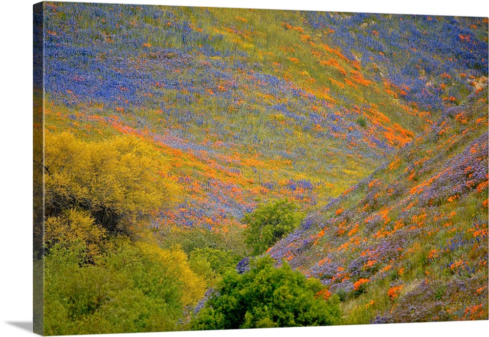 Landscape photograph of rolling hills covered in purple and orange wildflowers.