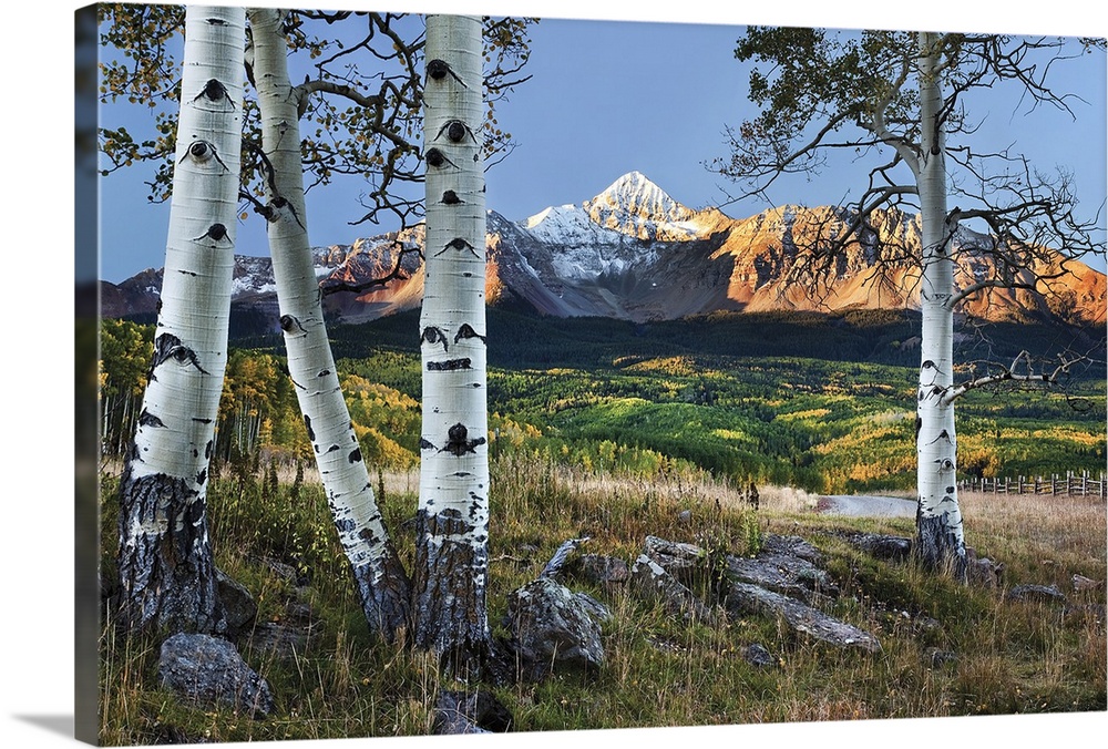 Wilson Peak in the Colorado Rockies near Telluride with fall colors and a foreground of white trunk aspen trees.