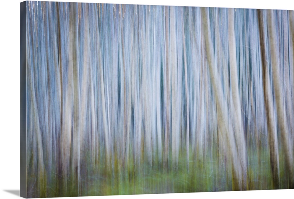 Blurred image of a forest of thin trees, creating an abstract image.