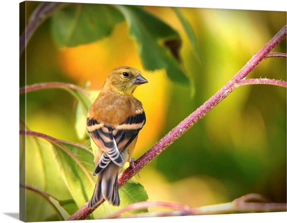 Yellow Throated Vireo