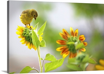 Yellow Throated Vireo & Sunflowers I