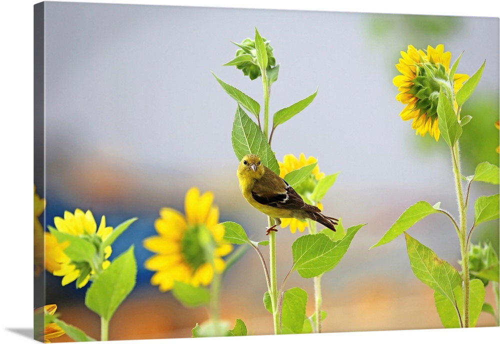 Yellow Throated Vireo & Sunflowers II