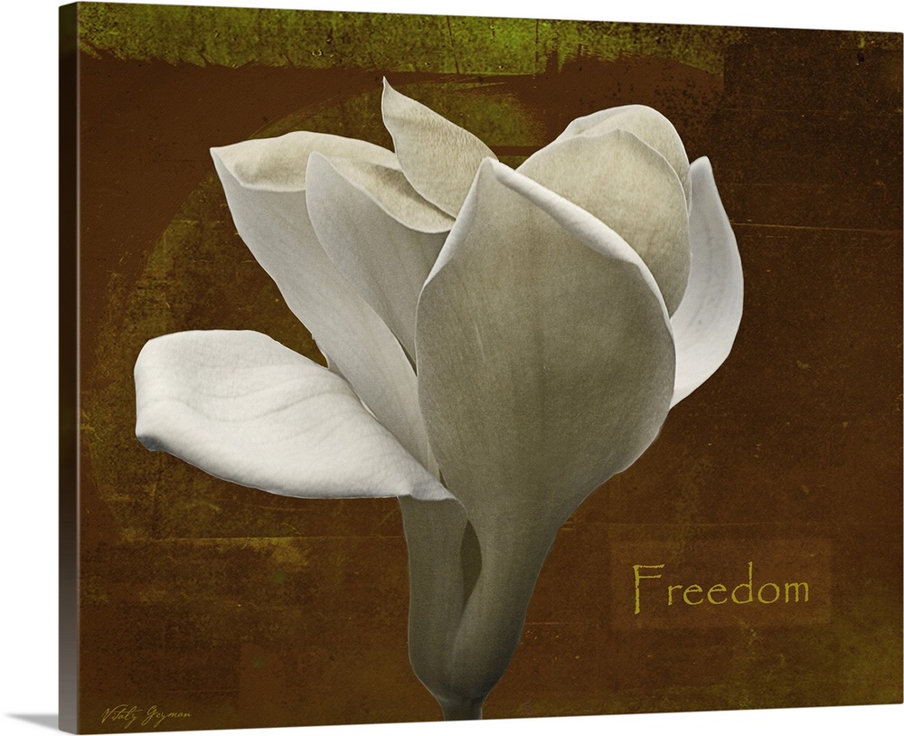 Docor perfect for the home of a large white tulip against a distressed brown background with the text "Freedom" written to...