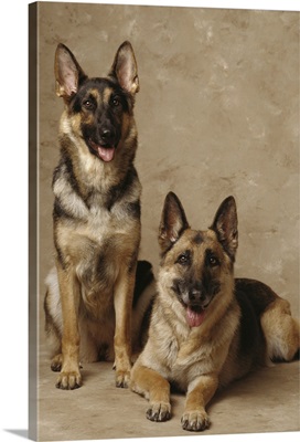 2 German Shepherds, one sitting and one lying down