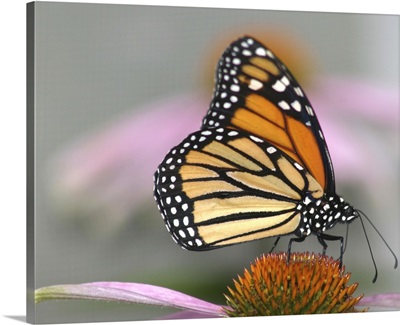 A beautiful monarch butterfly.