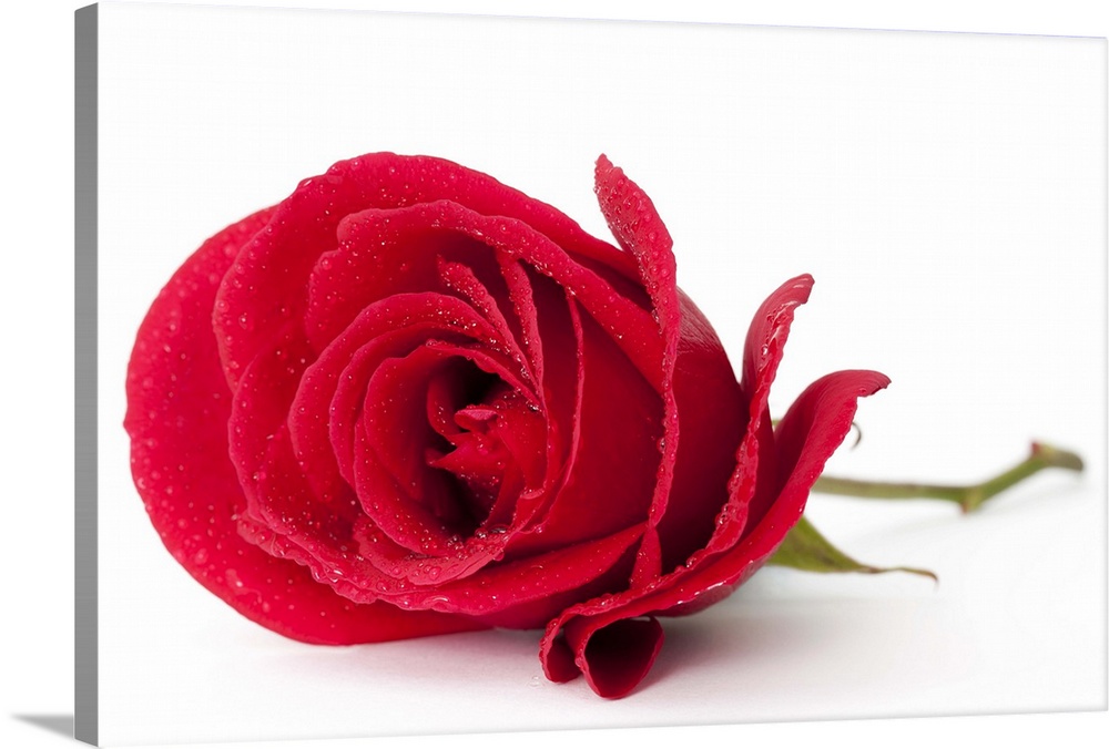 A beautiful single red rose isolated on white