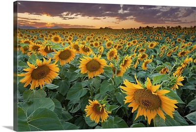 A beautiful sunflower field with mountains in the background, Longmont, Colorado