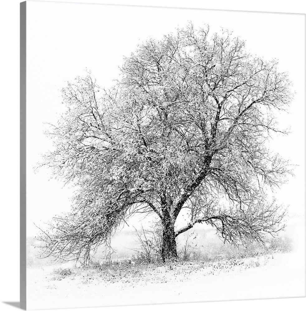 A black and white image of an old Black Willow standing alone in a blizzard along the West shores of Utah Lake.
