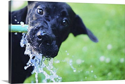 A black Labrador mix puppy dog drinks from a water hose