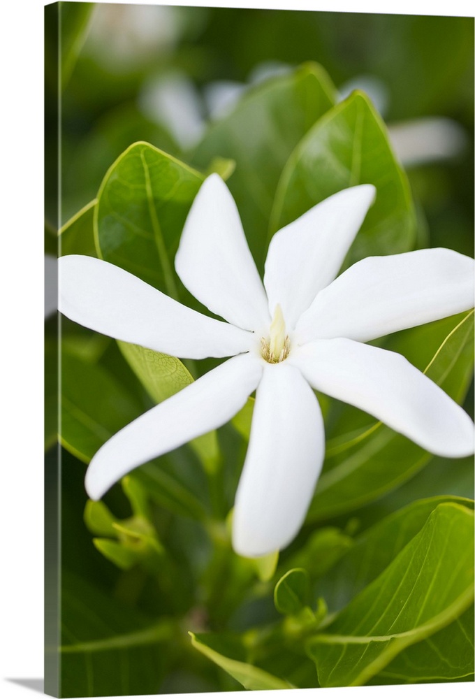 Close up of a tropical white Hawaiian flower on its green leafy plant