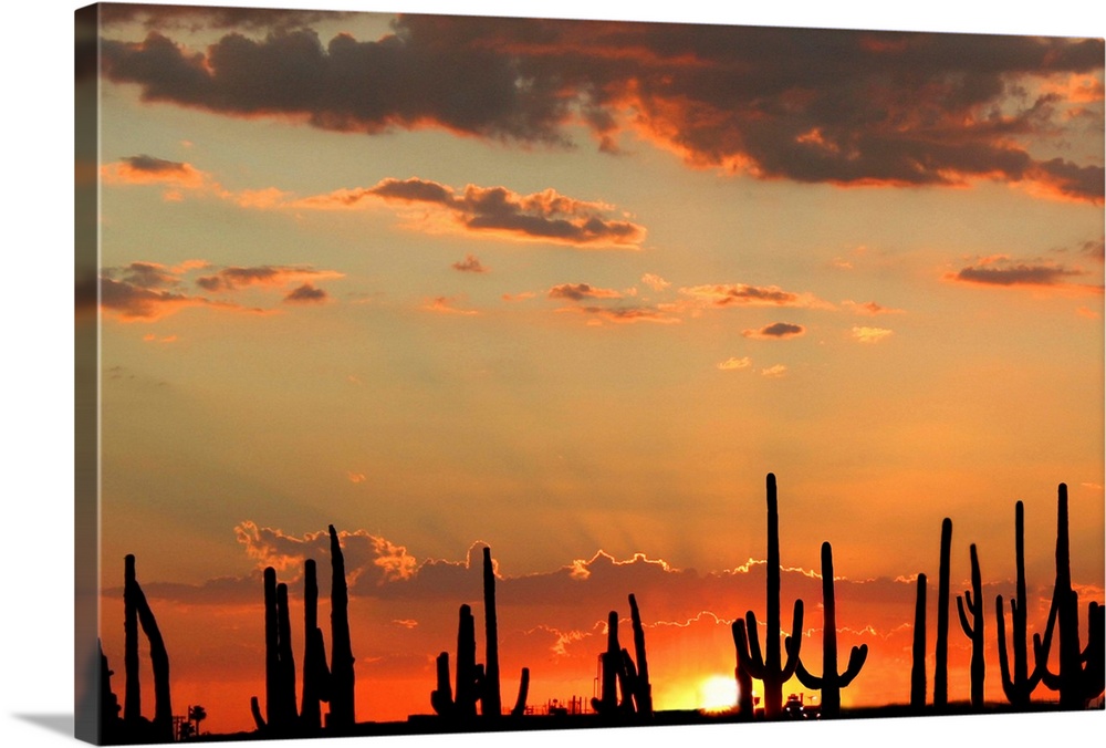 A brilliant sunset with silhouettes of saguaro cacti in Mesa, Arizona.