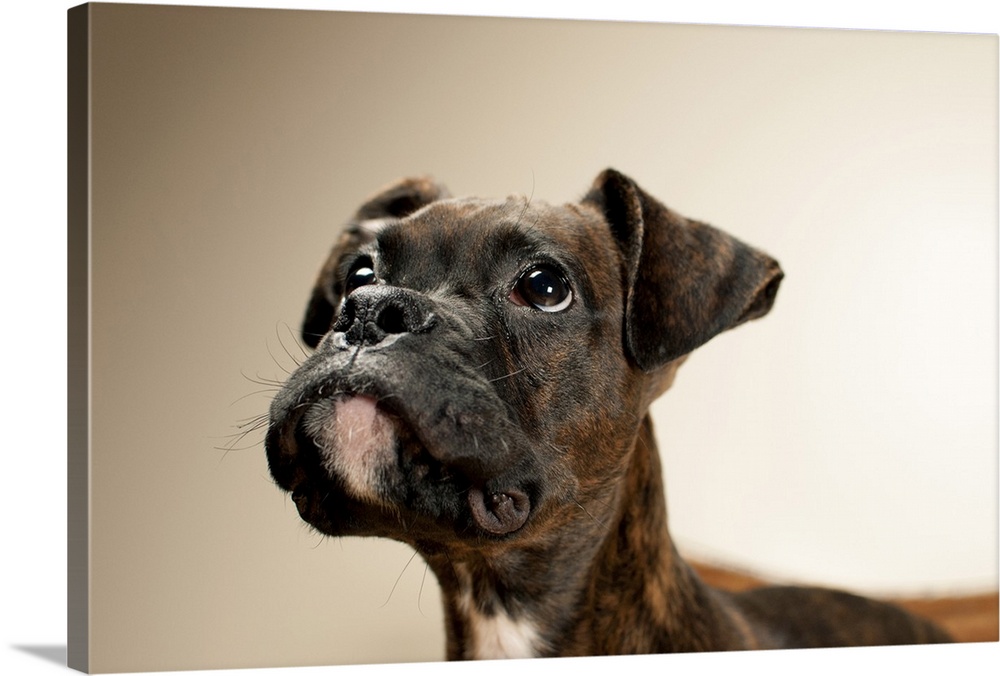 A Brindle Boxer puppy looking up curiously.