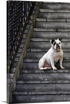 A bulldog sits on steps in Mundaka, Spain