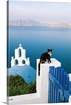 A cat resting on a gate in Santorini, Greece