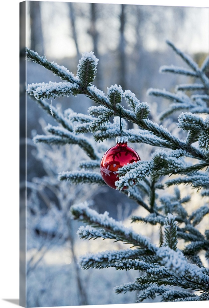 Large, close up photograph on a vertical wall hanging of pine branches covered in snow, with a single red Christmas tree b...