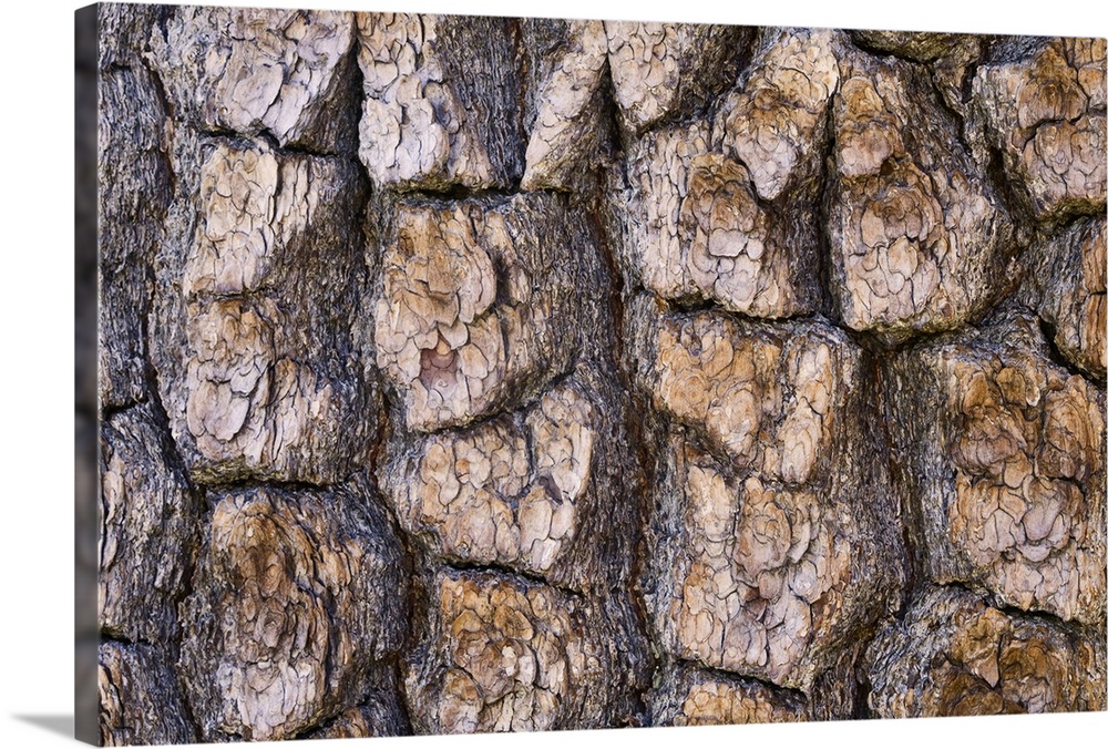 A closeup of the bark of a pine in Lassen NP.