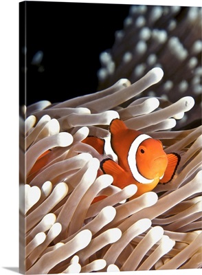 A clownfish hiding in an anemone