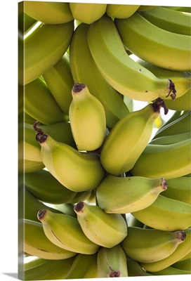 A cluster of bananas grow on a tree
