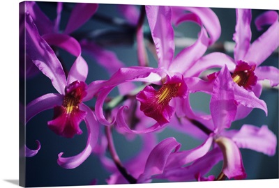 A cluster of pink cattleya orchids