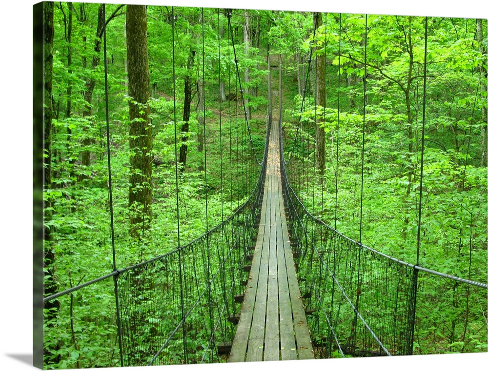 Big, landscape photograph leading down a small, narrow suspension bridge, through a thick forest of tall trees and foliage.