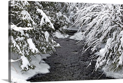 A Creek Running Between Snow-Covered Trees, Quebec, Canada