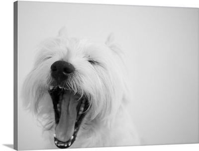 A cute westie dog yawning