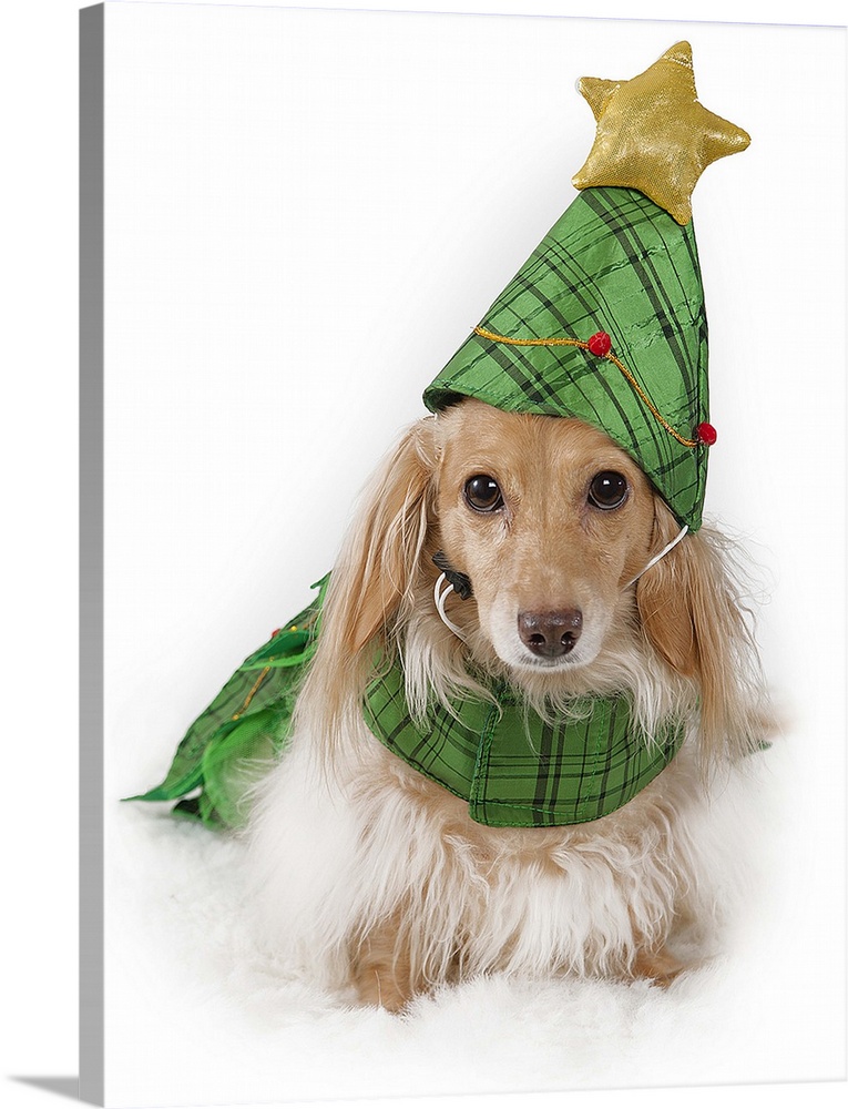 Longhaired miniature dachshund, blonde (English cream) wearing Christmas tree costume.
