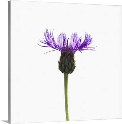 A delicate purple flower on a white background