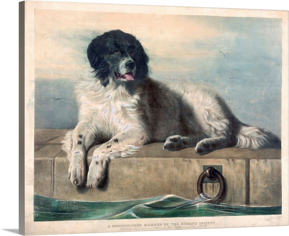 Print after an original painting by Sir Edwin Henry Landseer. The dog was a stray named Bob who lives in the docklands of ...