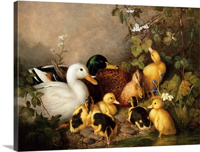 A Family Of Ducks On The Riverbank By Walter Watson