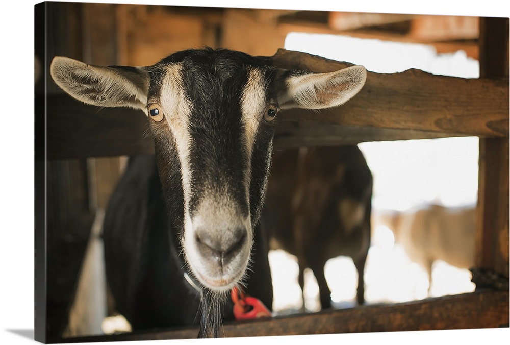 A farm animal on an organic farm. A goat in a pen.