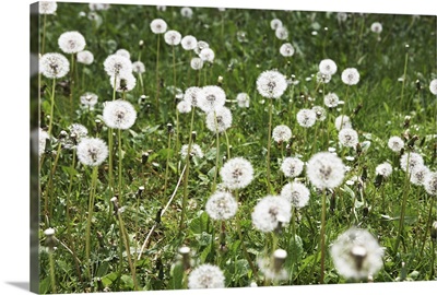 A field of dandelions.