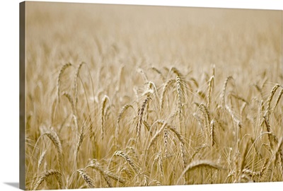 A field of golden wheat.