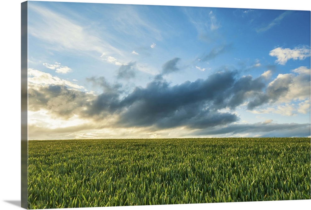 A field of green crops at sunset